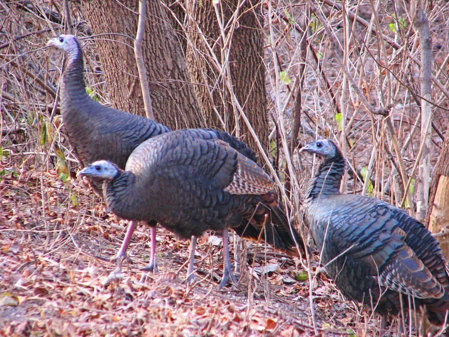 Female Wild Turkeys (Meleagris gallopavo) taken near Rideau River, Ottawa, Ontario, Canada by D. Gordon E. Robertson is licensed under CC BY-SA 3.0.